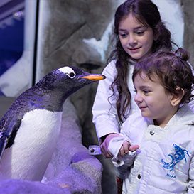 EHG-Penguin Cove & Nursery Experience